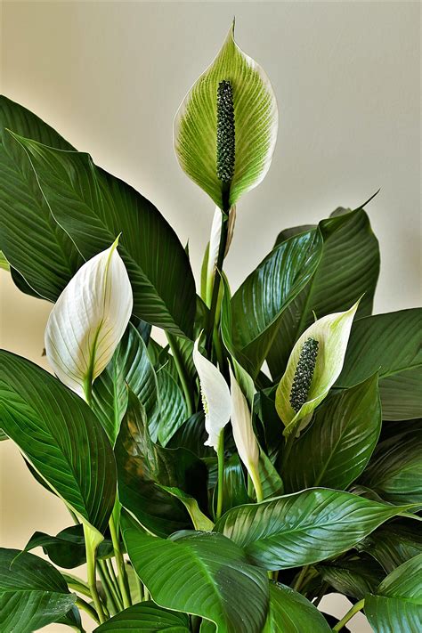 All the information you need to grow and care for peace lilies (spathiphyllum) at home. 5 Best Fertilizer for Peace lily 2020 - FarmTilling