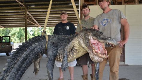 Mississippis Fattest Alligator Tale Cnn