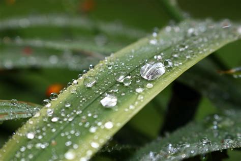 무료 이미지 자연 잔디 하락 사진술 꽃 서리 식물학 플로라 동물 상 이슬 방울 닫다 빗방울 수분