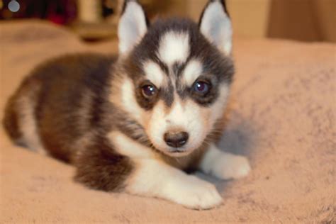 Also, most people don't get tired of the puppy attitude. Siberian Husky Puppies For Sale | Ocala, FL #126482