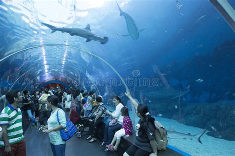 Sea Aquarium In Singapore Editorial Stock Photo Image Of Species Landmark 69548263