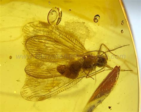 Sc5868 Berothidae W Certificate Neuroptera脉翅目 Burmite Fossil
