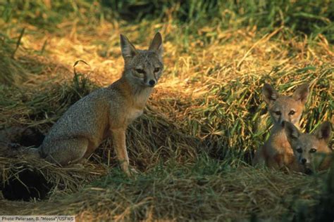 Kit Fox Facts Pictures And Information North American Desert Animal