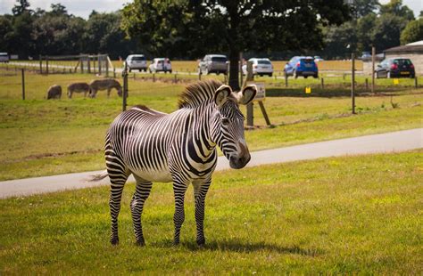 Grevys Zebra Woburn Safari Park