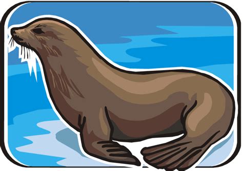 Download High Quality Seal Clipart Walrus Transparent Png Images Art