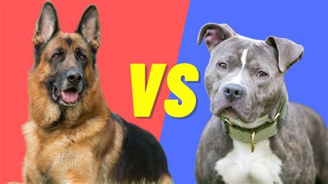 German Shepherd Vs Pitbull Compare And Contrast The Two Dog Breeds