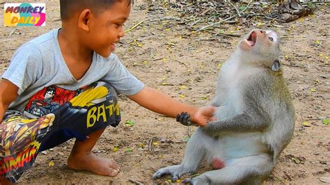 Monkey Sok Play Funny With Kids Monkey Sok Good Relationship With