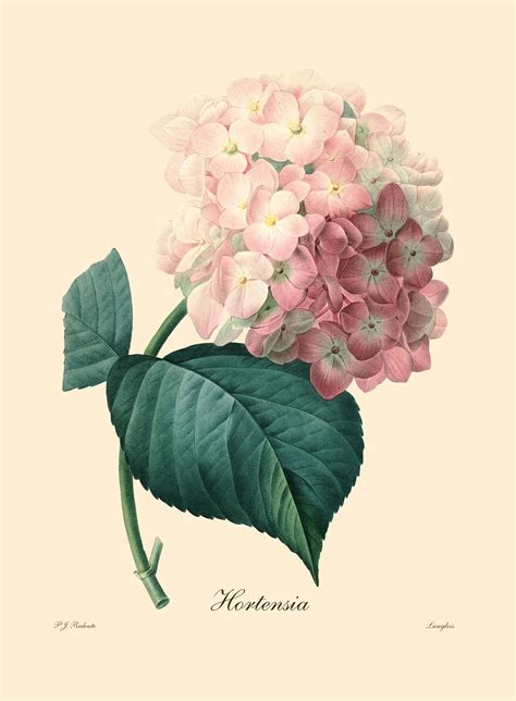 Hydrangea Botanical Vintage Art Print Garden Antique Poster Etsy In