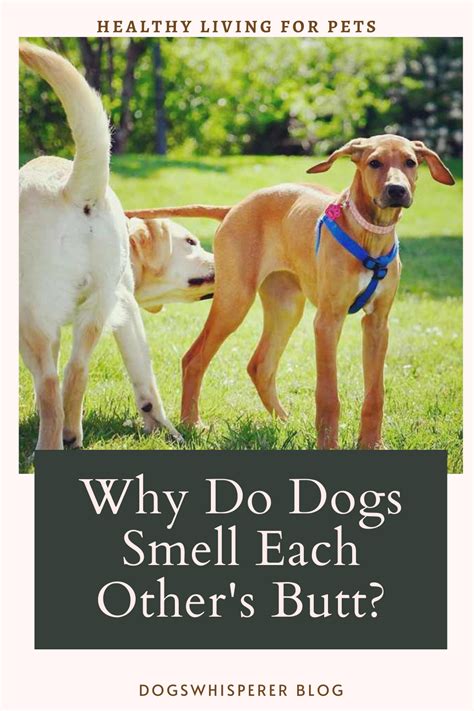 Why Do Dogs Sniff Each Others Bums Dog Smells Dogs Dog Facts