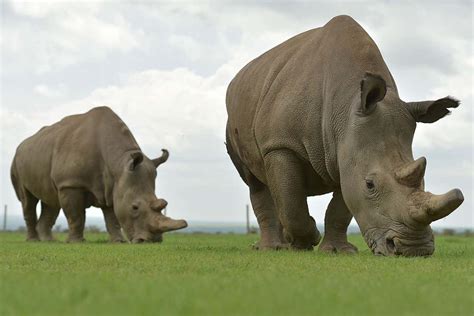 Hybrid Embryos Made To Save The Doomed Northern White Rhino New Scientist