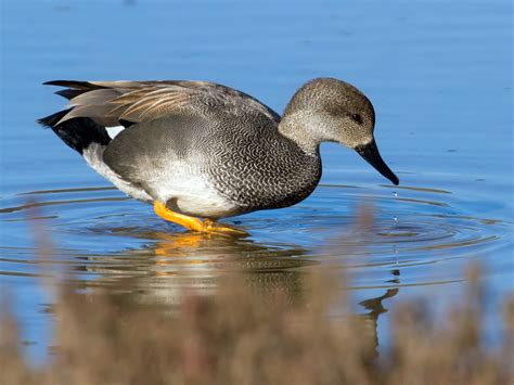 Gadwall Male Dabbling Duck Duck Breeds Beautiful Birds