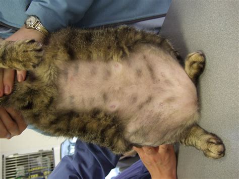 Over Groomed Belly On A Cat Because Of Allergies Cats Skin Issues