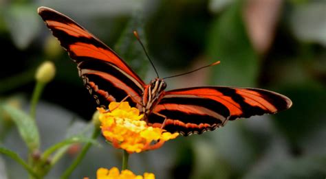 Wallpaper Flowers Orange Black Closeup Butterfly Insect Eyes