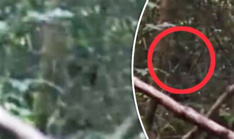 Bigfoot Caught On Camera Yeti Like Creature Spotted On Welsh