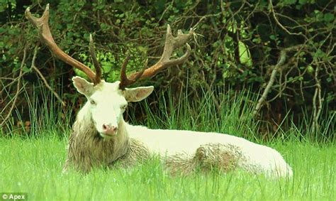 Rare Sighting Of White Stag Spotted In Dartmoor Daily