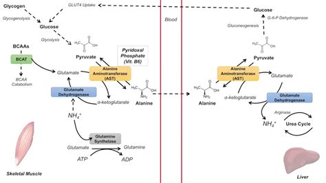 Glucose Alanine Cycle Cahill Cycle Nitrogenous Waste Transport And