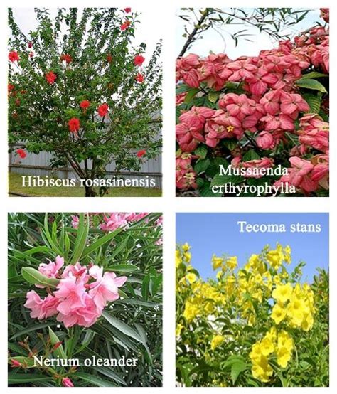 99 Types Of Shrubs Examples With Names A To Z Photo 57 Off