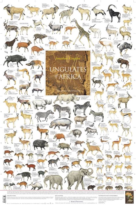 Discover african animals you've never heard of, and learn amazing facts about the ones you have! Ungulates of Africa - Poster: The Grazers and Browsers ...