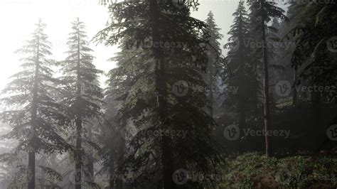 Calm Moody Forest In Misty Fog In The Morning 5611126 Stock Photo At