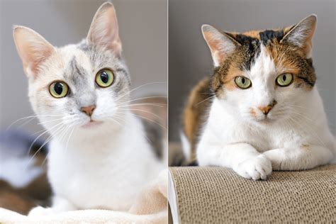Dilute Calico Cats What Makes These Felines Special