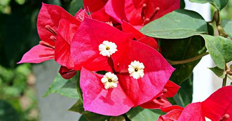 Nomes De Flores Brasileiras