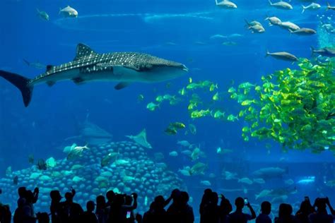50 Best Aquariums In The World To Visit In 2020 Tourscanner