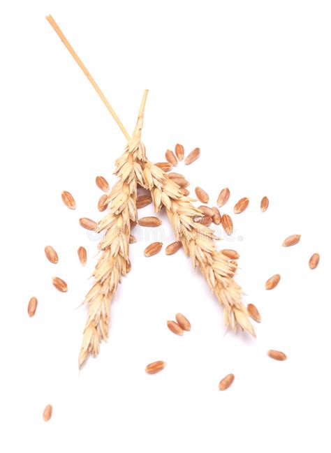 Wheat Ears And Grain Stock Image Image Of Gold Seed 51429635