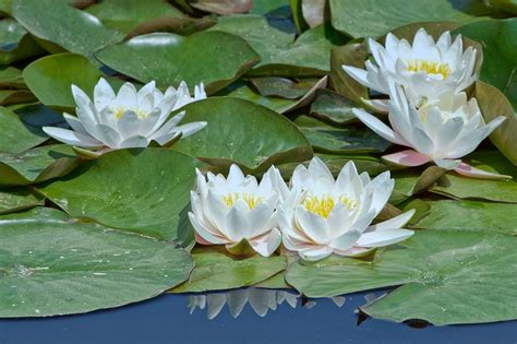 Water Lily Pond Aquatic Plant Lake Free Photo On Pixabay Delphinium