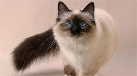 Las Mejores Razas De Gatos Con Ojos Azules Fumi Pets 2023