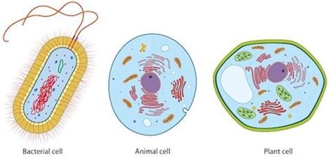 Bacterial cells are usually much smaller than plant or animal cells. Characteristics - MS. ANDERSON'S ZOOLOGY CLASS
