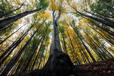Majestic Tree In Autumn Forest By Stocksy Contributor Cosma Andrei