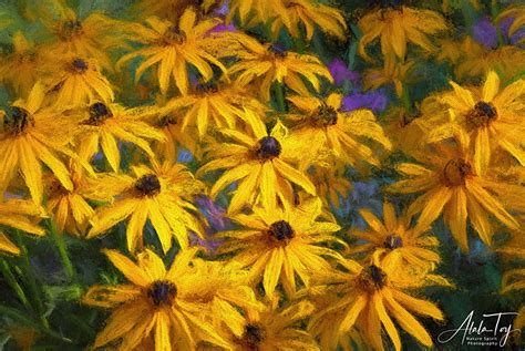 Black Eyed Susans Atala Toy Nature Beings Photography
