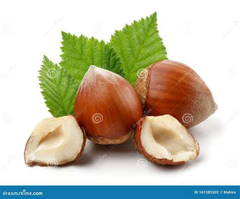 Group Of Hazelnuts With Green Leaves Isolated Stock Photo Image Of