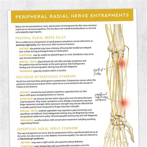 Peripheral Radial Nerve Entrapments Adult And Pediatric Printable