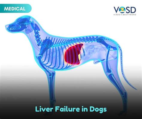 Liver Failure In Dogs Vosd