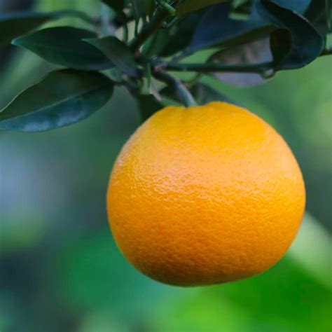 Citrus Sinensis Orange Washington Navel Dwarf Forest Field