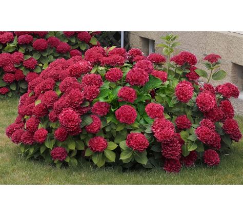 Cottage Farms 3 Pc Cherries Jubilee Hydrangea Page 1