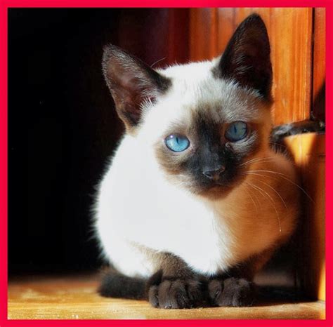Top 20 Cutest Cat Breeds Daily News