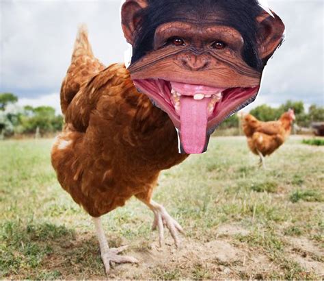 Galinha Com Cabeça De Macaco