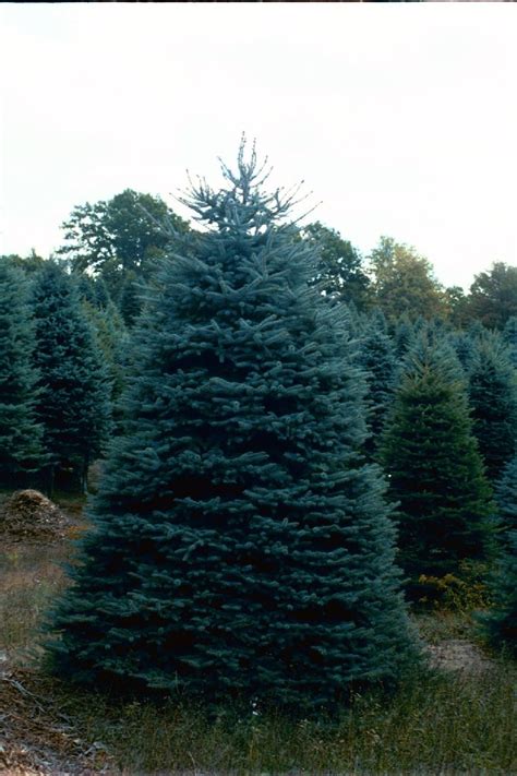 Blue Spruce Trees For Sale