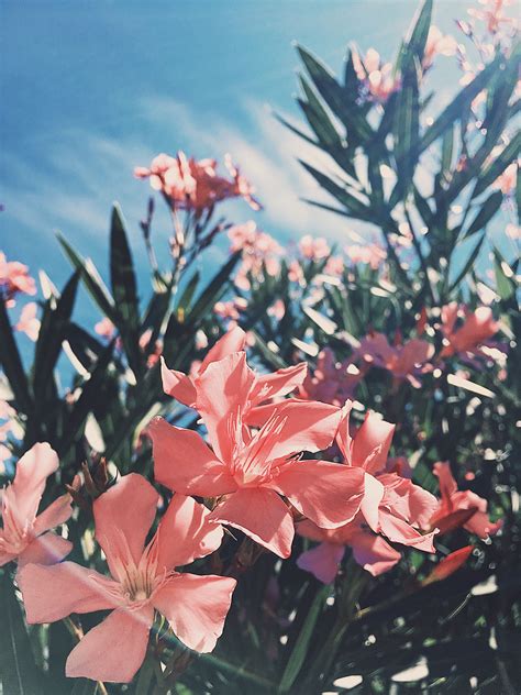 Peachy Pink Flowers With The Background Of Cloudy Blue