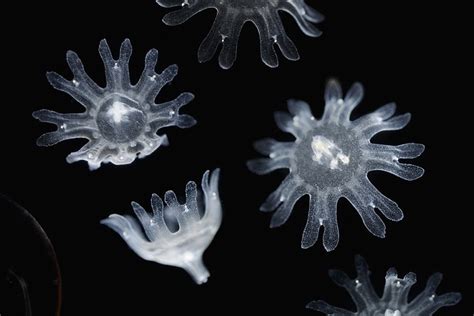 Jellyfish Ephyra