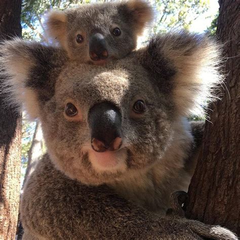 Koalas On Instagram We Would Like To Announce That We Donate 100 Of