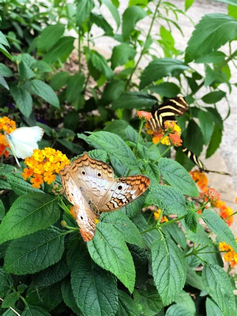 Check Out This Awesome Butterfly Garden And Zoo In Indiana