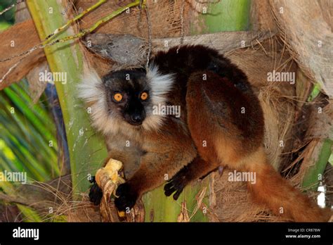 Black Lemur Eulemur Macaco Female Adult Eating Nosy Komba