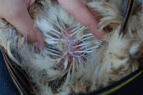 The signs of mites and lice on your chickens are: Heat Stroke, Mites, Yikes...