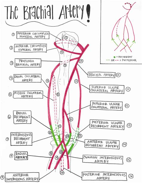 Blood Supply Drawings The Upper Extremity — Breanna Spain Blog