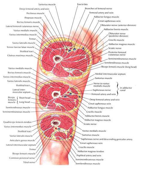 Upper Thigh Cross Sectional Anatomy Thigh Cross Sections Free Hot