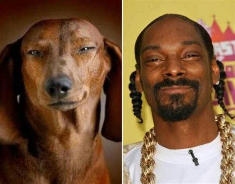 Snoop Dogs Look Alike Celebrities Male Snoop Dog Animals