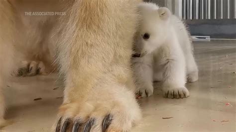 German Zoo Release Footage Of Polar Bear Cub